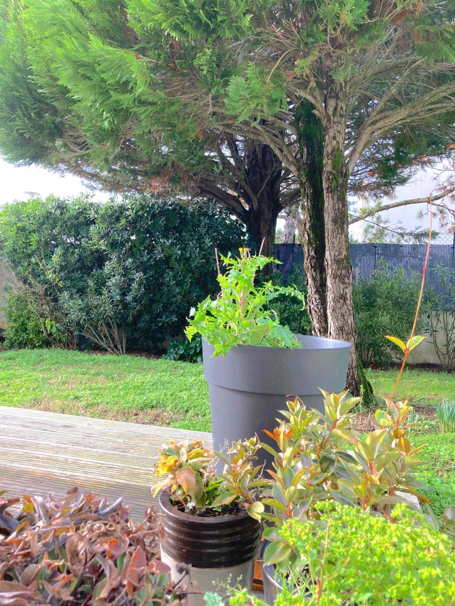 Maison Centre Ville Avec Jardin , Terrasse, Et Garage Velos La Rochelle  Eksteriør billede
